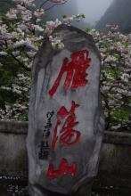 冰炭同炉菠萝笔记